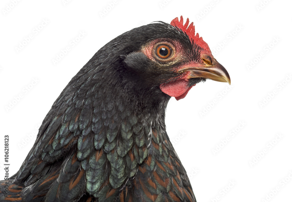 Barnevelder double-laced Hen isolated on white