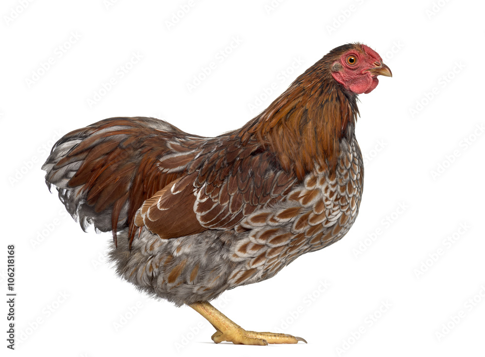 Fototapeta premium Golden Wyandotte isolated on white
