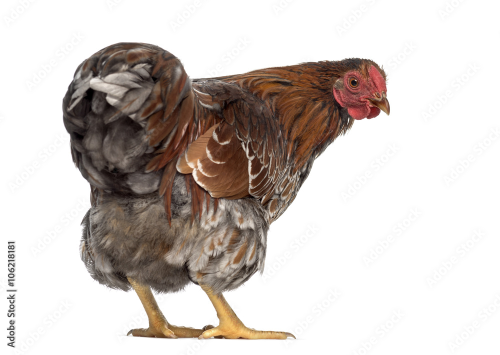 Fototapeta premium Golden Wyandotte isolated on white