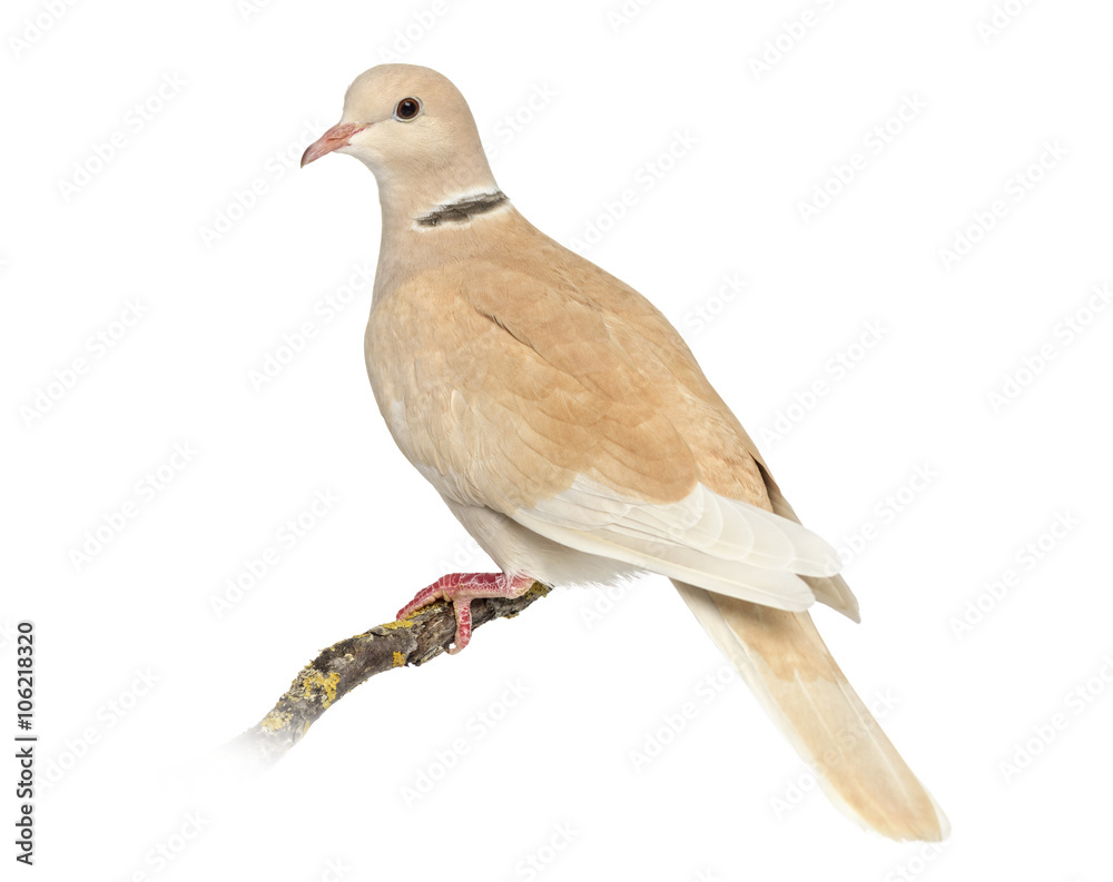Fototapeta premium African Collared dove isolated on white
