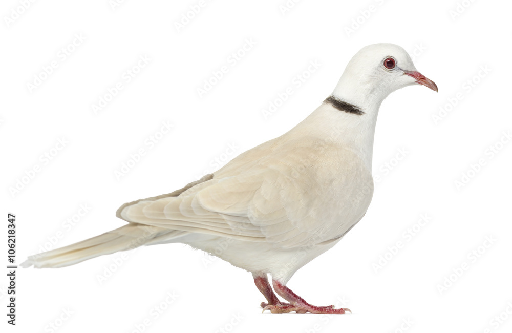 Fototapeta premium African Collared dove isolated on white