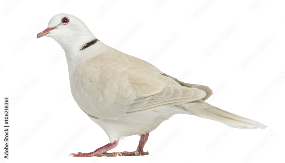 Obraz premium African Collared dove isolated on white
