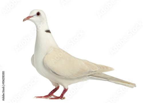 African Collared dove isolated on white
