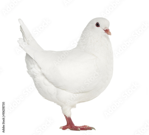White King pigeon isolated on white