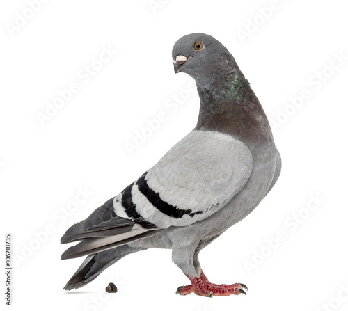 Homing pigeon pooping in front of a white background