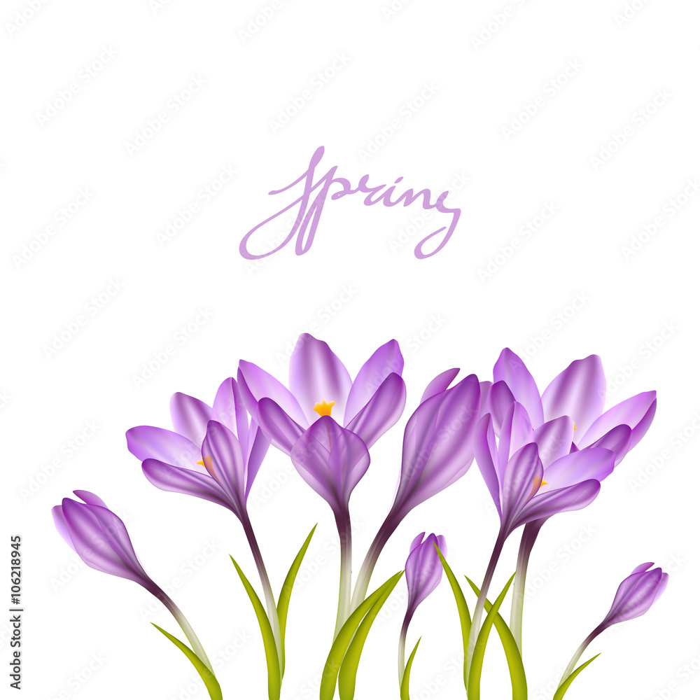 Spring violet crocuses on white