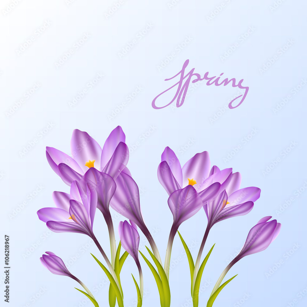 Spring violet crocuses on white