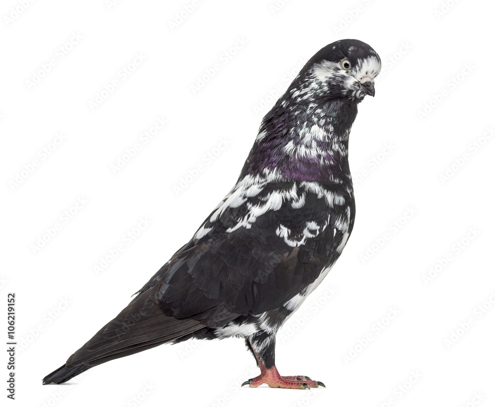 Black Show Tippler Pigeon isolated on white Black Show Tippler Pigeon isolated on white