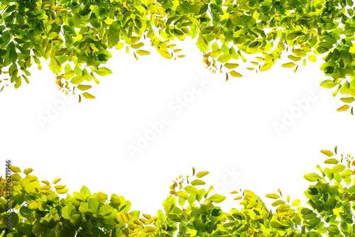 green leaves border nature on white isolate background with empty space