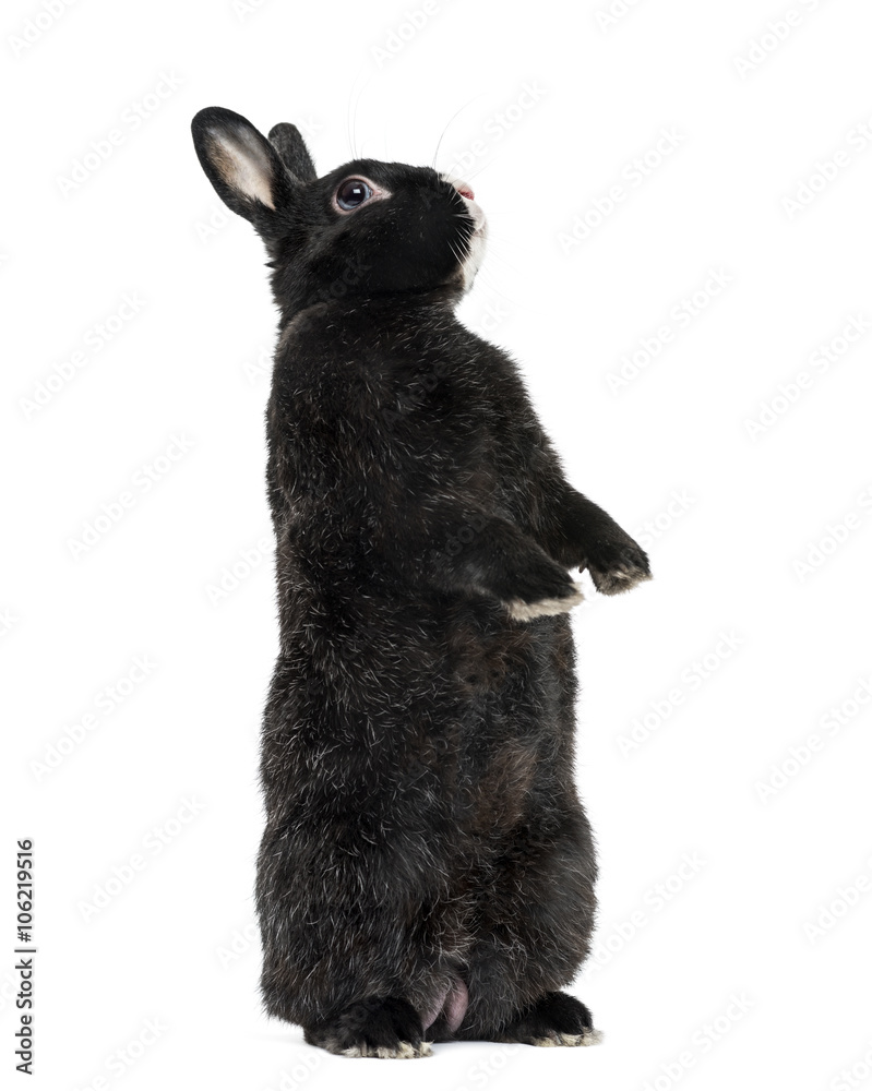 Fototapeta premium Black Rabbit isolated on white