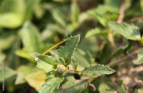 green dragonfly 219
