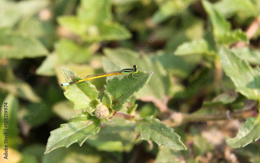 dragonfly 217 dragonfly 217