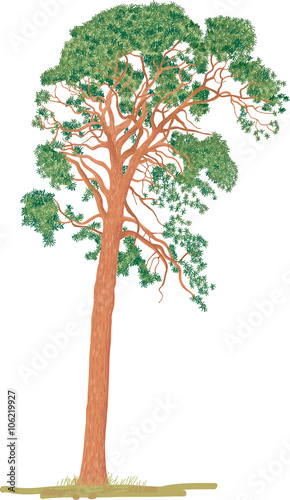 Pine tree