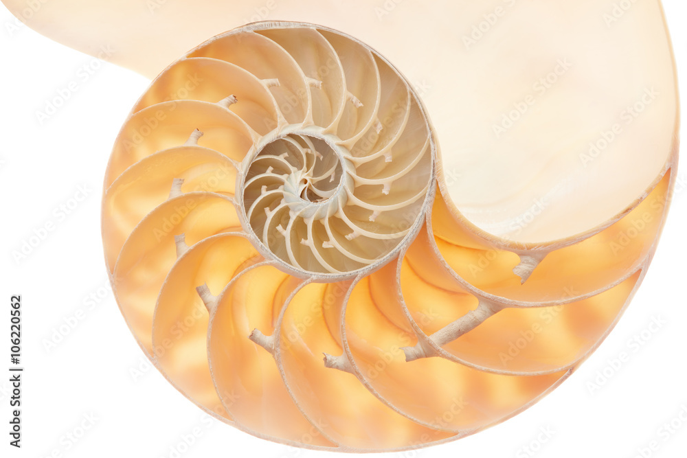 Nautilus Shell Section Perfect Golden Ratio Pattern On White Clipping Path Stock Photo Adobe Stock