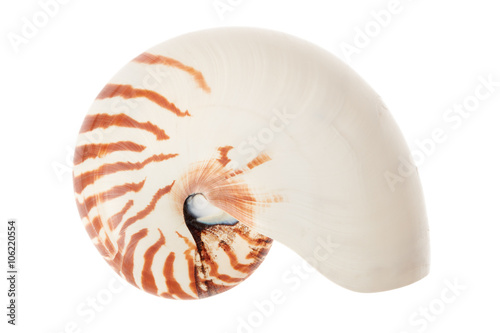 Nautilus shell isolated on white, clipping path included