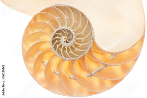 Nautilus shell section, perfect golden ratio pattern on white clipping path