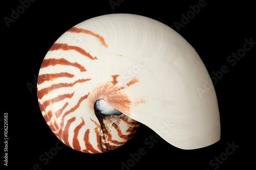 Nautilus shell on black background, clipping path included