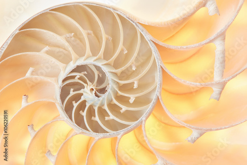 Nautilus shell section, perfect Fibonacci pattern background