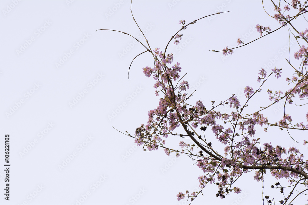 Branches with pink flowers  on sky  background.