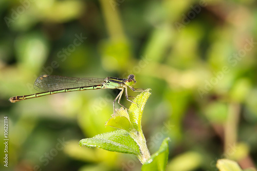 green dragonfly 211