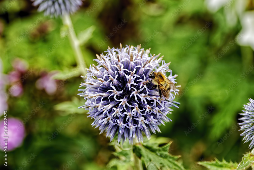 Honey Bee looking for nectar on a purple Globe Thistle. Honey Bee looking for nectar on a purple Globe Thistle.