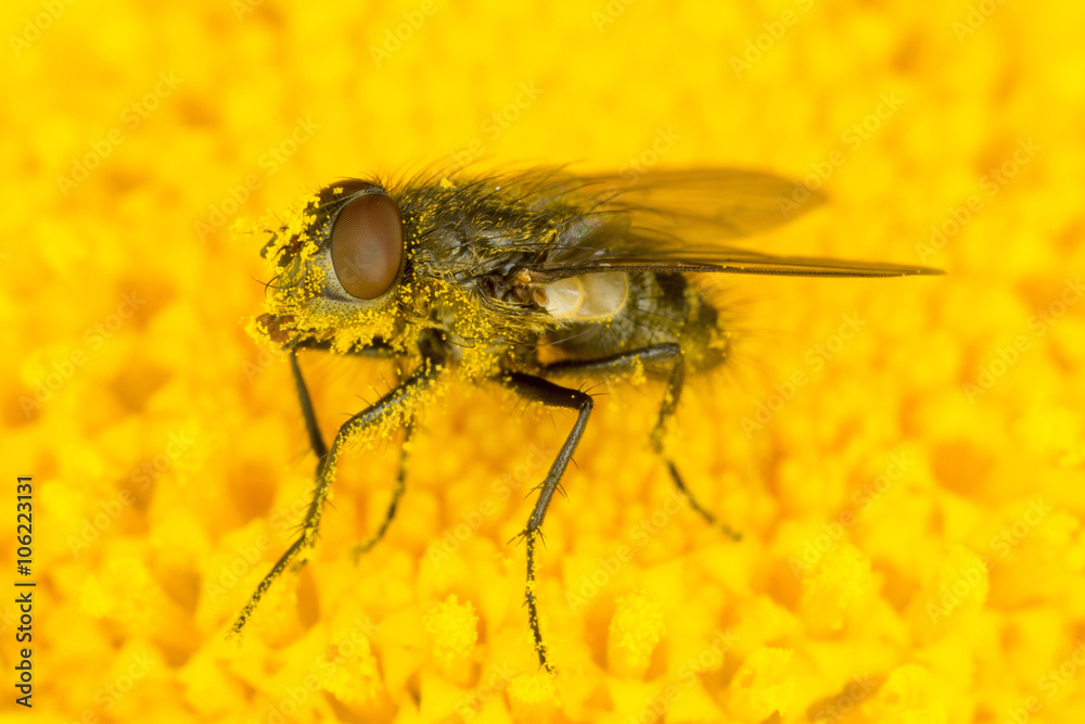 Small fly in yellow crown daisy covered in pollen Small fly in yellow crown daisy covered in pollen