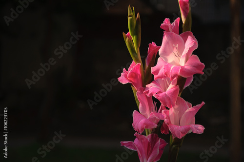 Blossoming gladiolus flowers 