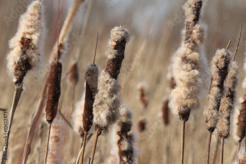 Cattail with fluff closeup