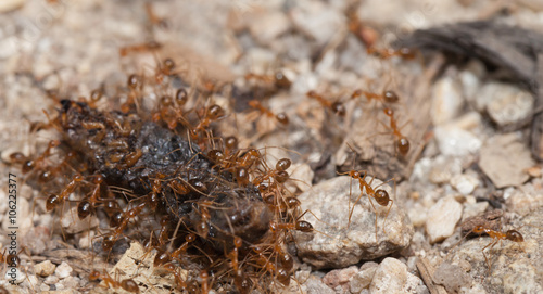 Ant teamwork to move their food