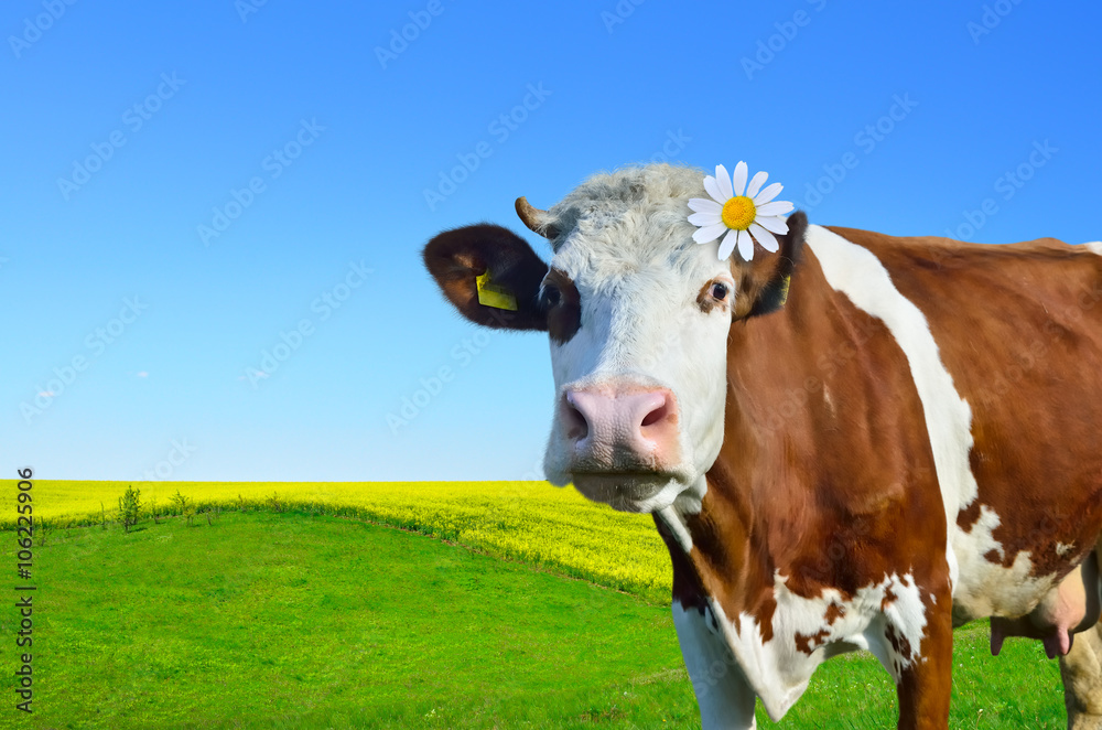 Young cows grazing on a green meadow