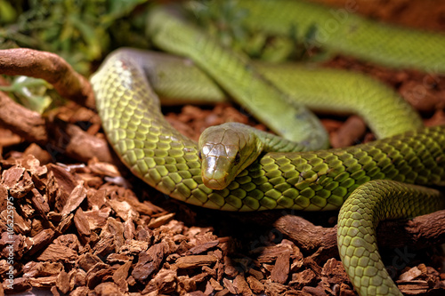Snake in the terrarium - Green rat snake