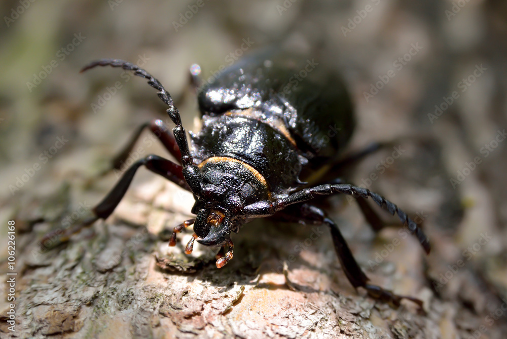 Black beetle woodcutter-tanner crawling on tree bark Black beetle woodcutter-tanner crawling on tree bark