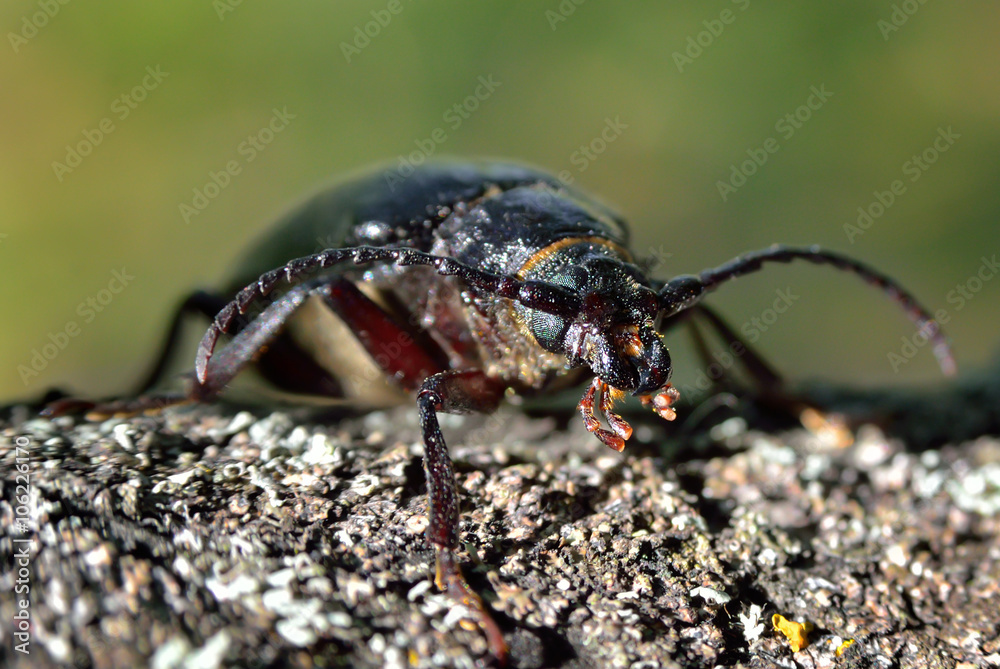 Black beetle woodcutter-tanner crawling on tree bark