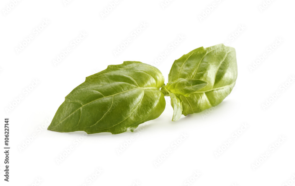 basil basil