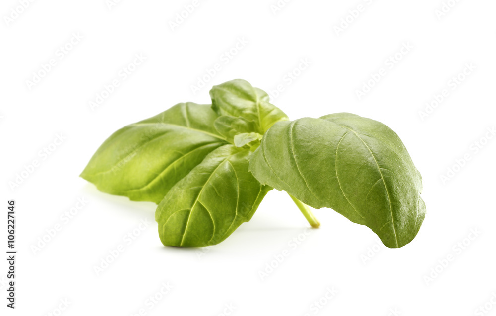 Fototapeta premium basil 