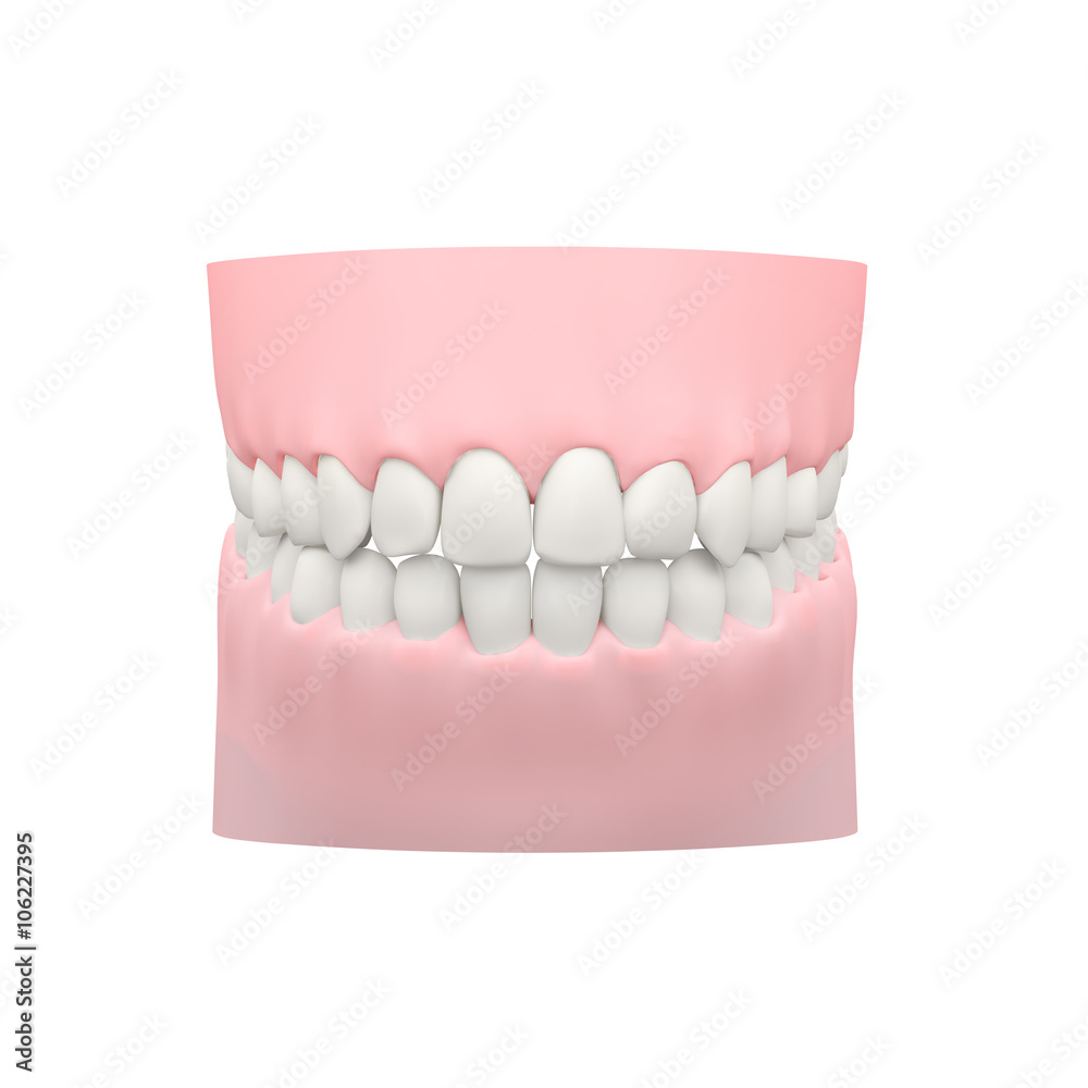 White Teeth Model, Dental Model White Teeth Model, Dental Model