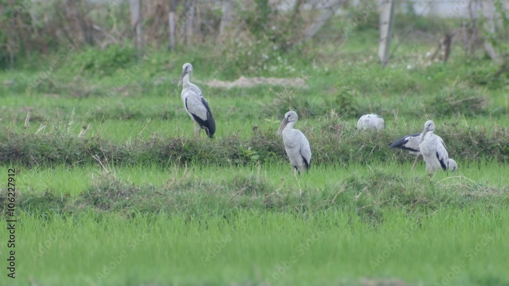 Asian openbills birds are standing in the green paddy field Asian openbills birds are standing in the green paddy field