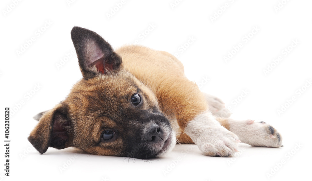 Obraz premium Little puppy.