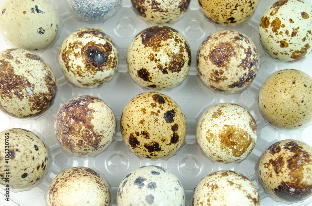Spotted quail eggs Spotted quail eggs