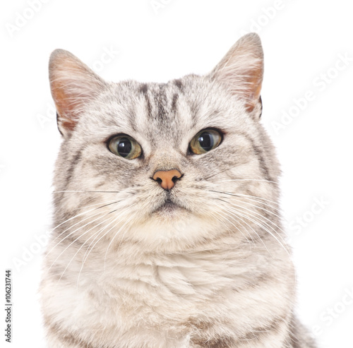 Grey cat.