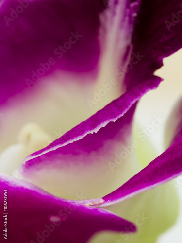 Macro shot of a beautiful pink and mauve orchid