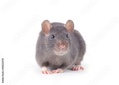  rat