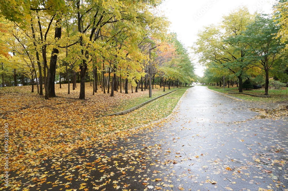 Naklejka premium 中島公園の紅葉