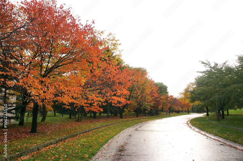 Naklejka premium 中島公園の紅葉
