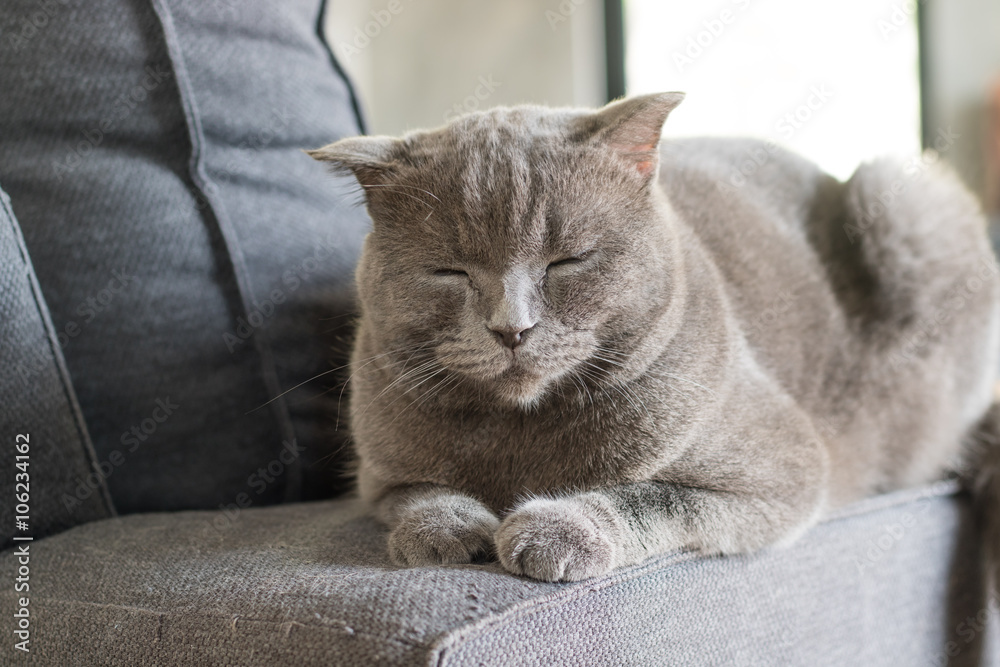 happy cat american short hair sleep on grey couch