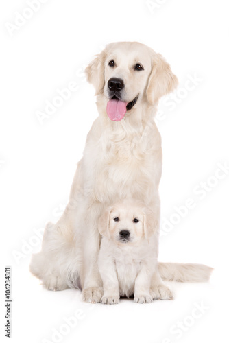 golden retriever dog with a puppy sitting on white