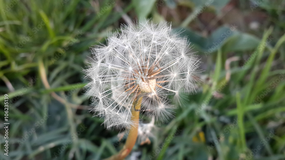 Fototapeta premium Белый пушистый одуванчик среди зеленой травы
