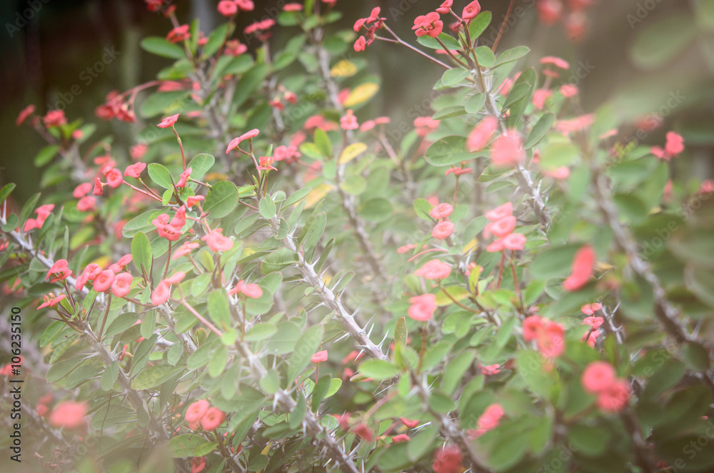 Fototapeta premium Christusdorn, Euphorbia milii, Christ's thorn, Crown of thorns
