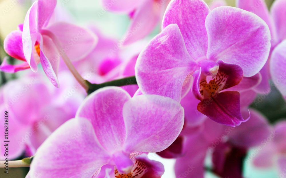 Obraz premium Orchideenblüten