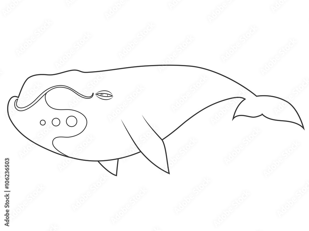 Naklejka premium vector illustration of a bowhead whale on white background with black outline for kids and coloring book